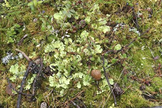 Lung lichen (Lobaria pulmonaris) in the Lapland tundra, Northern Norway, Scandinavia