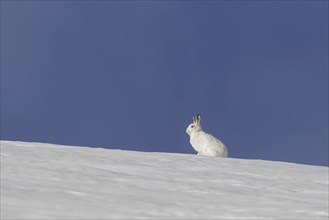 Mountain hare (Lepus timidus), Alpine hare, snow hare in white winter pelage sitting in the snow,