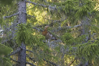 Western Capercaillie (Tetrao urogallus), Wood Grouse, Heather Cock hen perched in tree