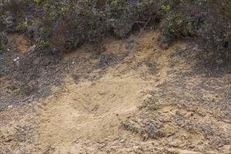 Depression in sand made by Western capercaillie (Tetrao urogallus) by taking a sandbath