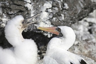 Nazca booby (Sula granti) with juvenile, Espanola island, Galápagos Islands, Ecuador, Latin