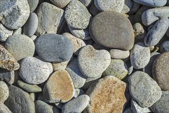 Pebbles on a shingle beach, rocky beach, pebble beach in Normandy, France, Europe