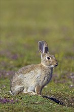 Young European rabbit (Oryctolagus cuniculus), common rabbit sitting in meadow