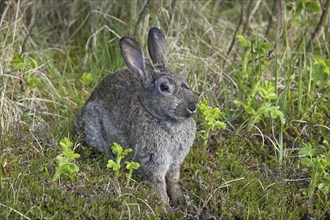 European rabbit (Oryctolagus cuniculus) with infected eyes, Germany, Europe