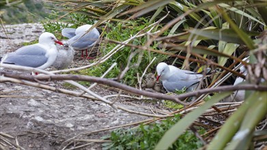 Gulls (Larinae), Otago Peninsula, New Zealand, Oceania