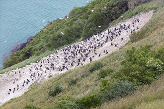 Cormorants (Phalacrocoracidae), Otago Peninsula, New Zealand, Oceania