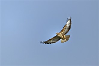 Steppe buzzard (Buteo buteo), in flight, Switzerland, Europe