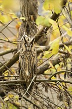 Long-eared owl (Asio otus), well camouflaged sitting in bushes, captive, Switzerland, Europe