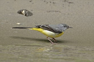 Grey wagtail (Motacilla cinerea), foraging, Switzerland, Europe