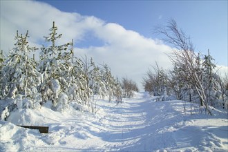 Altenberg in winter is one of the most important winter sports resorts in the Eastern Ore Mountains