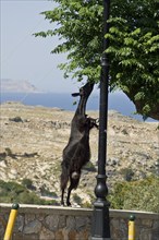 Rhodes Island, Lindos, Lindos is a town on the Greek island of Rhodes. Its landmark is the