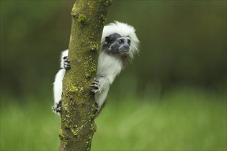 Liszt's (callitrichidae) monkey, branch, climb, pinché monkey, monkey, tamarin (saguinus), tamarin,