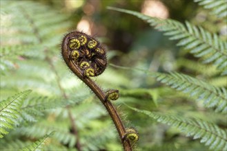 Silver tree fern (Cyathea dealbata), Lake Matheson Trail, New Zealand, Oceania