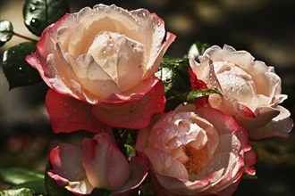 Garden roses after a rain in the front garden, Germany, Europe