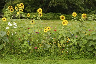 Flowerbed with blooming sunflowers (Helianthus annuus), North Rhine-Westphalia, Germany, Europe