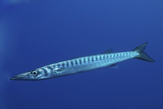 Barracuda in the Mediterranean Sea (Sphyraena sphyraena) near Hyères. Dive site Giens Peninsula,