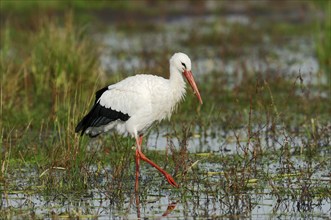 White stork (Ciconia ciconia), North Rhine-Westphalia, Germany, Europe