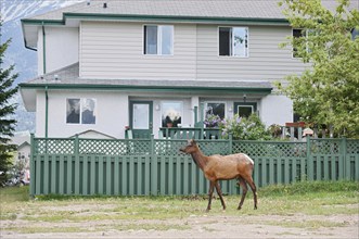 American elk (Cervus canadensis), male in front of a house, Jasper, Jasper National Park, Alberta,