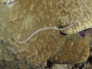 Black-breasted pipefish (Corythoichthys nigripectus) on stone coral. Dive site House Reef, Mangrove