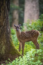 Young roe deer calf in the forest, Black Forest, Enzklösterle, Germany, Europe