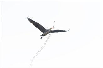 Grey heron (Ardea cinerea) transports nesting material, Highkey image, Aggeraue, Wahner Heide,