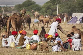 PUSHKAR, INDIA, NOVEMBER 20, 2012: Indian men and camels at Pushkar camel fair (Pushkar Mela),