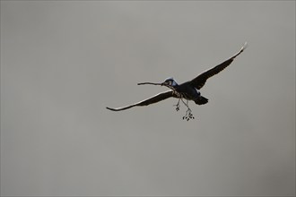 Great cormorant (Phalacrocorax carbo), adult bird, bringing nesting material to the nest, Essen,