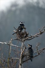 Great cormorant (Phalacrocorax carbo), pair at nest, Essen, Ruhr area, North Rhine-Westphalia,