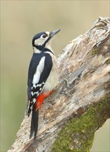 Great spotted woodpecker (Dendrocopos major) female sitting on a tree root, Siegerland, North