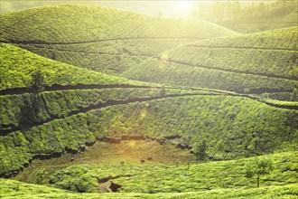 Kerala landmark, tea plantations with morning mist. Munnar, Kerala, India. With lens flare and