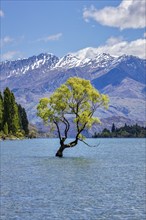 Crack willow (Salix fragilis), Wanaka tree, Lake Wanaka, Otago, New Zealand, Oceania