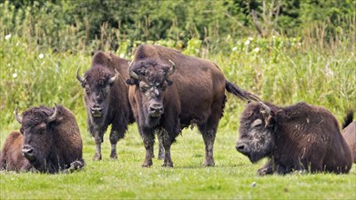 European bison (Bos bison), Bavaria, Germany, Europe