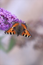 Small tortoiseshell (Aglais urticae), on summer lilac or butterfly-bush (Buddleja davidii), Wilden,