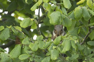 Grey squirrel (Sciurus carolinensis) adult animal feeding in a Hazel tree, Suffolk, England, United