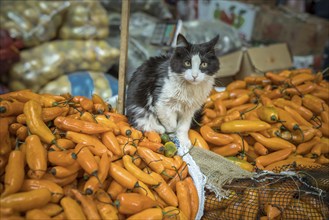 Cat sitting on Ají Amarillo, yellow chilli peppers (Capsicum) baccatum, Mercado Mayorista,