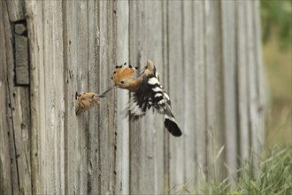 Hoopoe (Upupa epops) feeding young bird at the artificial breeding hole in a barn, Lower Austria,