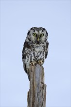 Tengmalm's Owl (Aegolius funereus), Tengmalm's Owl, adult, perch, in the snow, alert, in winter,