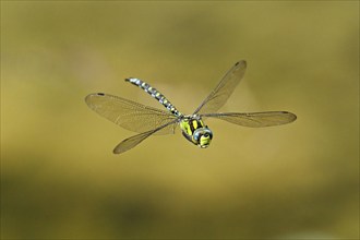 Emperor dragonfly (Anax imperator), in flight, Selger Moor, Canton Zurich, Switzerland, Europe