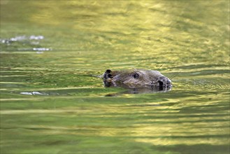 Eurasian beaver, european beaver (Castor fiber), swimming in the river, Freiamt, Canton Aargau,