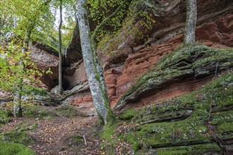 Old castle rock, red sandstone rock formation, natural and cultural monument, Brechenberg near