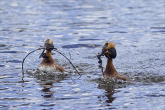 Horned grebe (Podiceps auritus) pair in breeding plumage displaying in lake