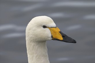 Close up portrait of whooper swan (Cygnus cygnus) swimming in winter