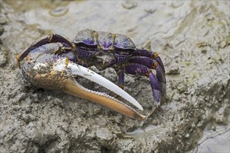 West African fiddler crab (Uca tangeri) (Gelasimus cimatodus) (Gelasimus tangeri) male with huge