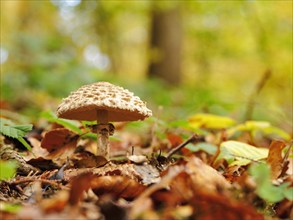 Mushroom, mushroom relatives (Agaricaceae), Canton Aargau, Switzerland, Europe