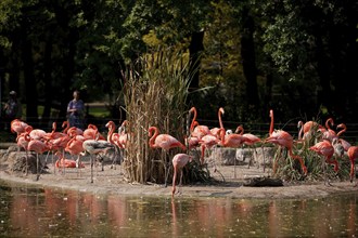 Dresden Zoo, Flamingos