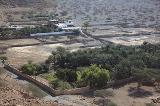 Palm grove in the bay of Bukha, in the Omani enclave of Musandam, Oman, Asia