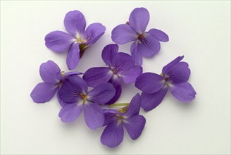 Violet, fragrant violet, medicinal plant, herb, wild plant, medicinal use, Viola odorata, Viola