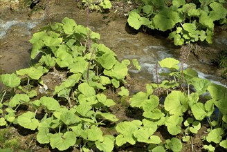 Butterbur (Petasites hybridus), medicinal plant, herb, wild plant, medicinal use