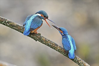 Common kingfishers (Alcedo atthis), mating feeding, male giving insect to female, Canton Zug,