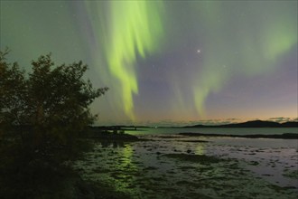 Northern lights (aurora borealis) reflected in the water, fjord at low tide, Offersöy, FV 17,